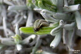 Image of Chrysolina americana