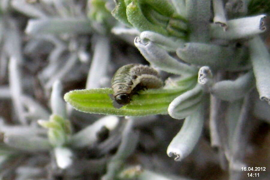 Image of Chrysolina americana