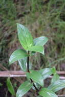 Image of Forest Island-Bluet