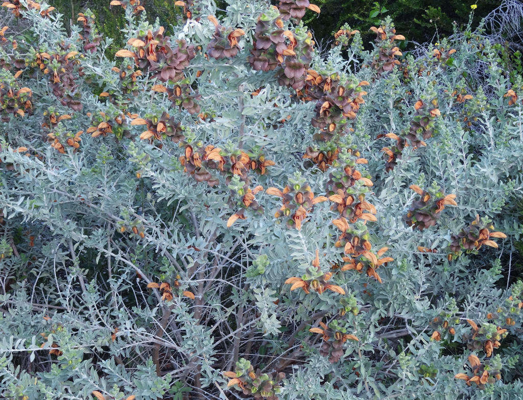 Image de Salvia aurea L.