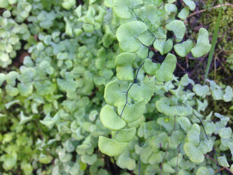 Image of California maidenhair