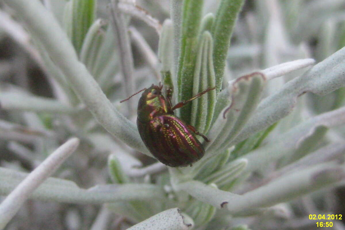 Image of Chrysolina americana