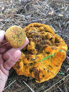 Image of Buchwaldoboletus lignicola (Kallenb.) Pilát 1969