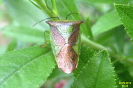 Image of Acanthosoma haemorrhoidale