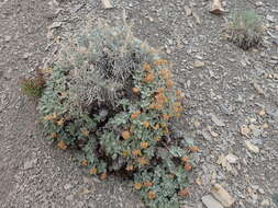 Image of alpine golden buckwheat