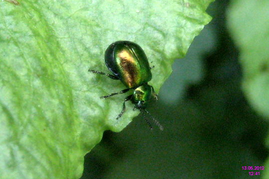 Image of Iapir