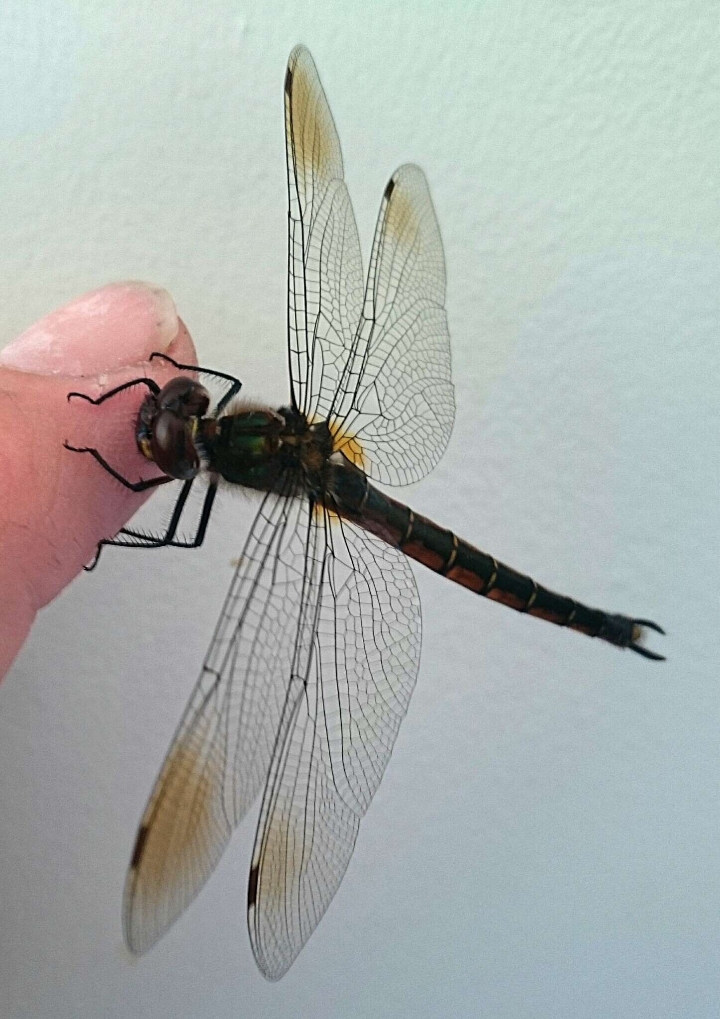 Image of Ranger Dragonfly