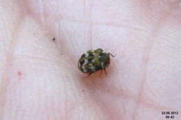 Image of Sacramento Anthicid Beetle