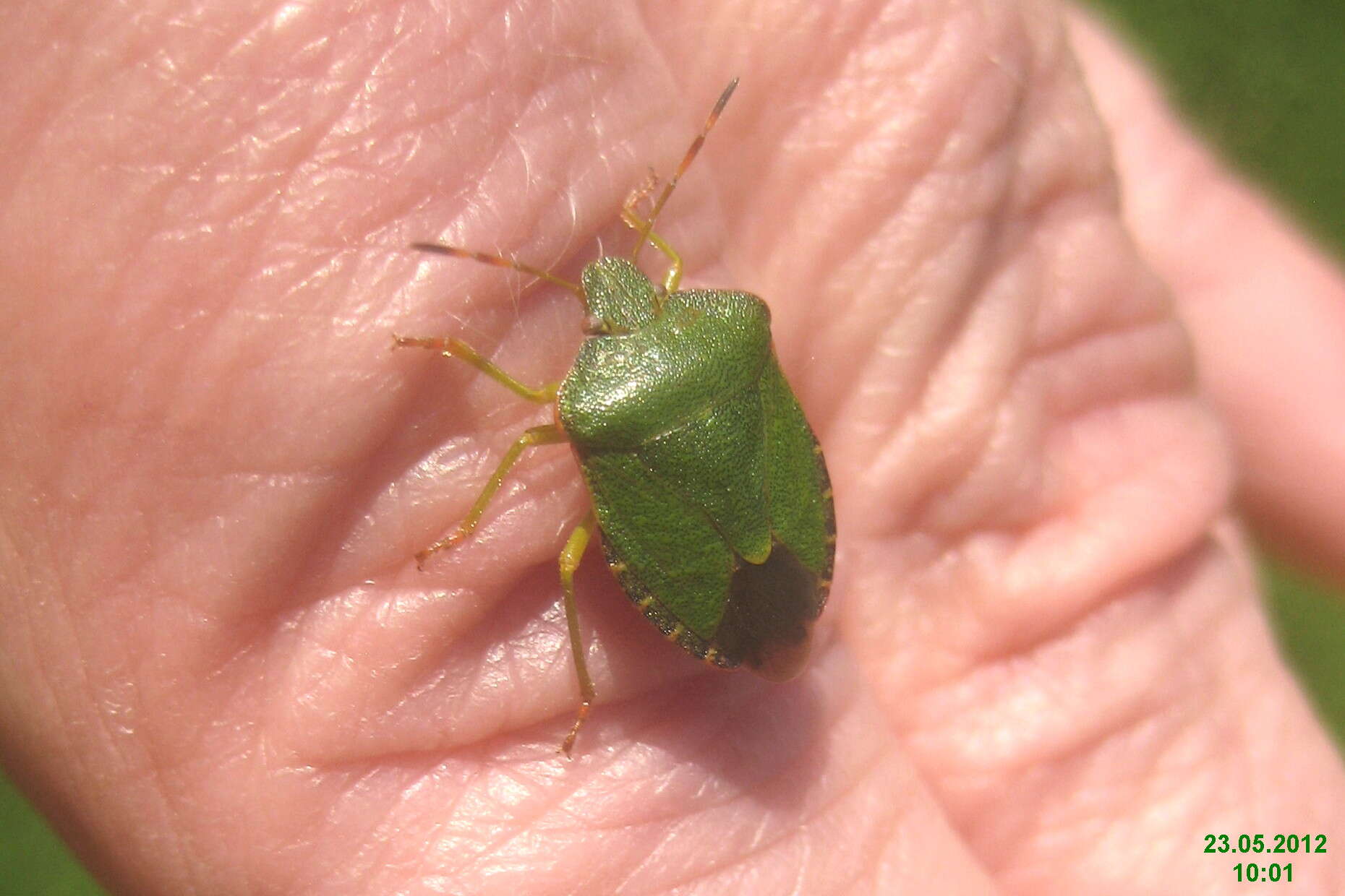 Image of Green shield bug