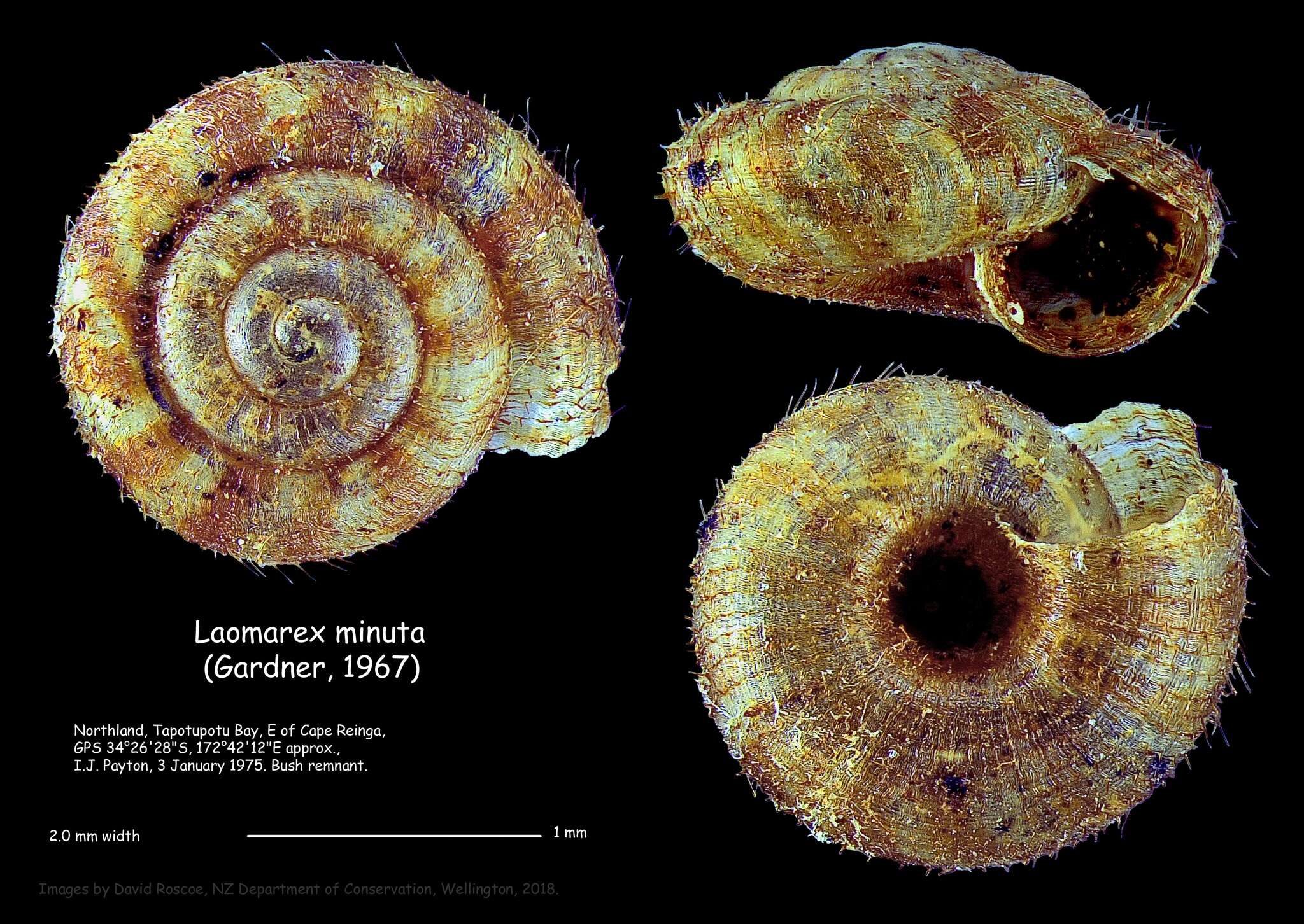 Image of Laomarex minuta (N. Gardner 1967)