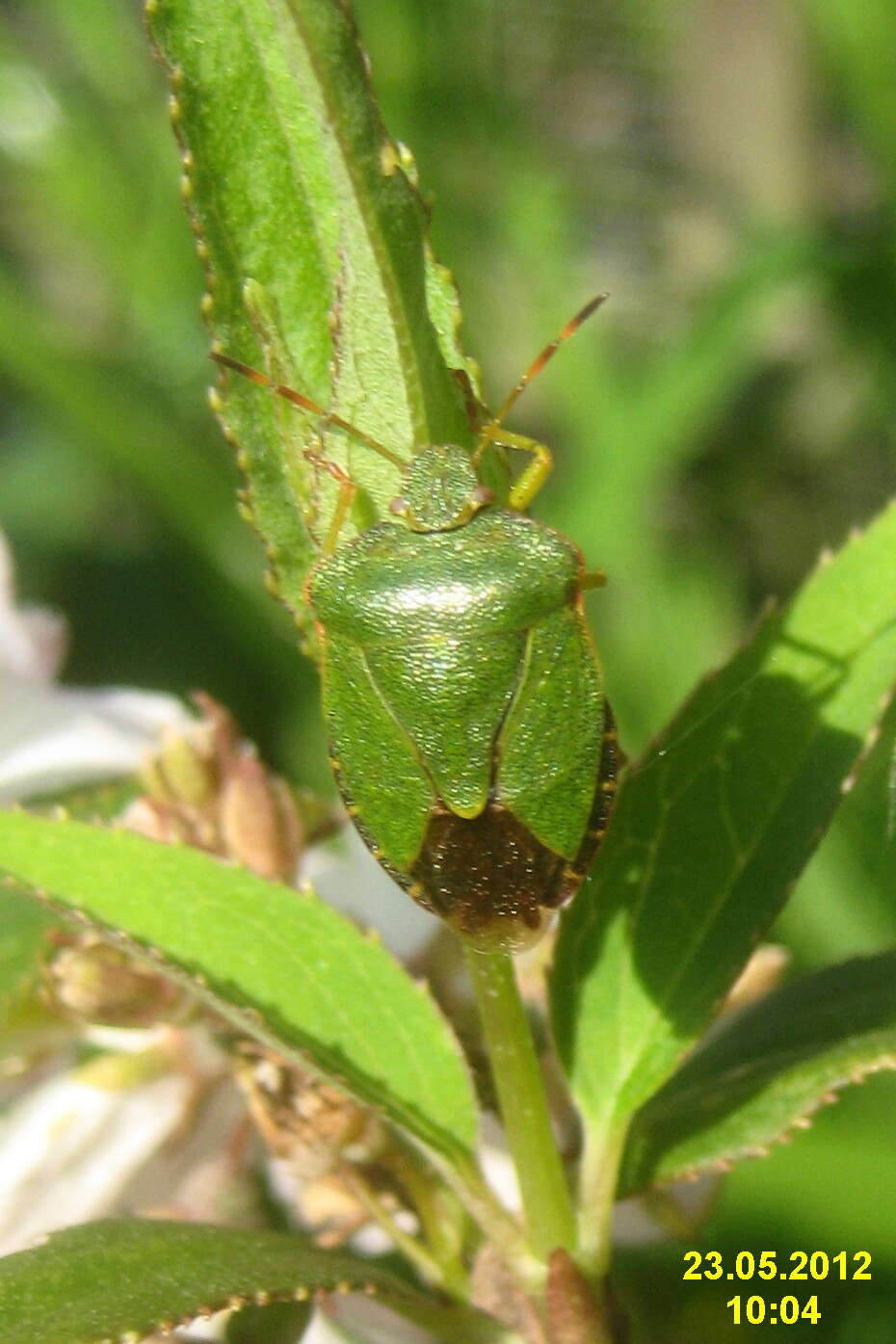 Image of Green shield bug