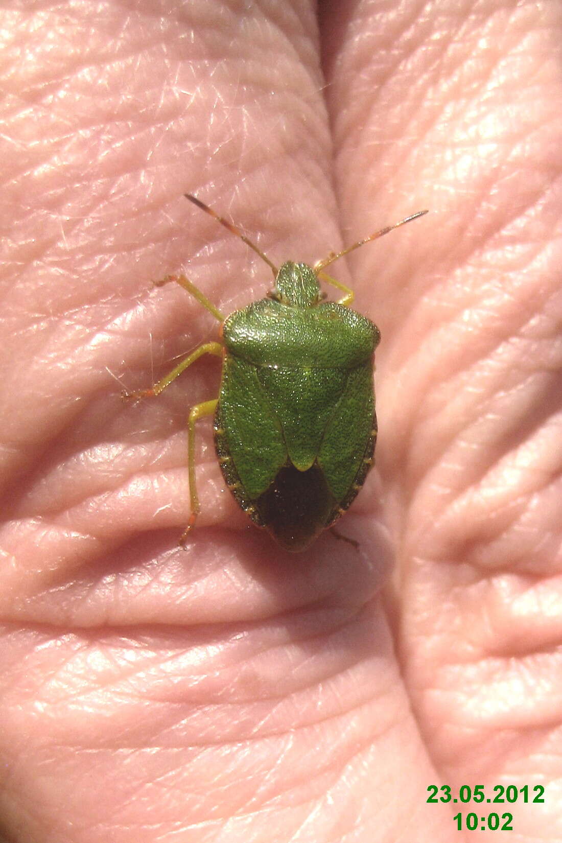 Image of Green shield bug