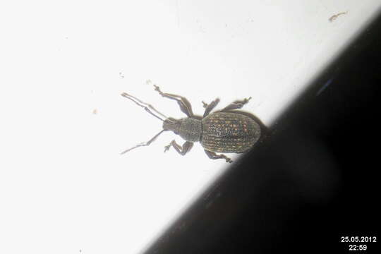 Image of Black Vine Weevil