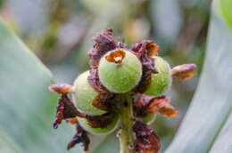 Image of Alpinia hainanensis K. Schum.