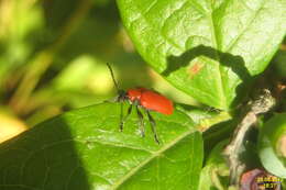 Image of Scarlet lily beetle