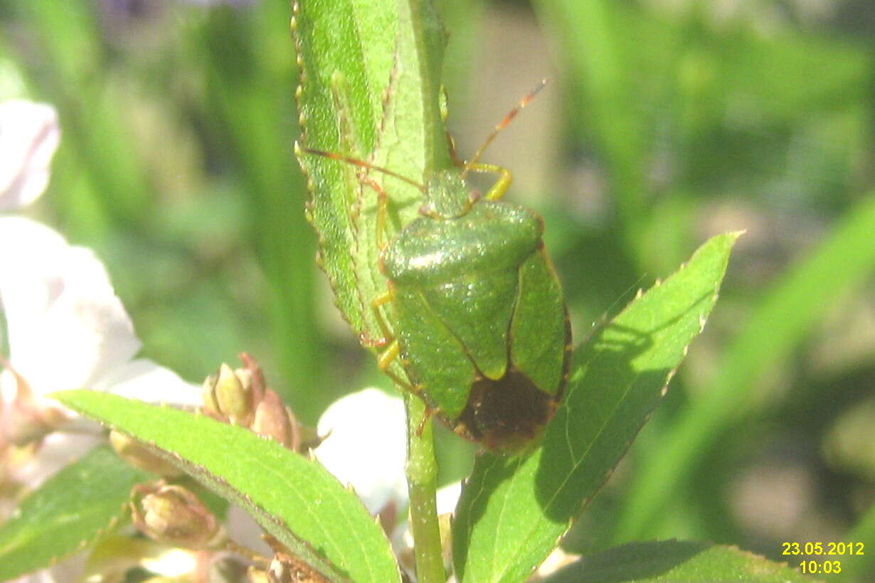 Image of Green shield bug