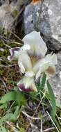 Image of Iris pumila subsp. attica (Boiss. & Heldr.) K. Richt.