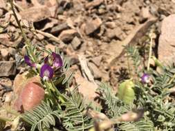 Image of Astragalus pehuenches Niederl.