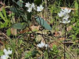 Image of Gentianella cunninghamii (L. G. Adams) Glenny