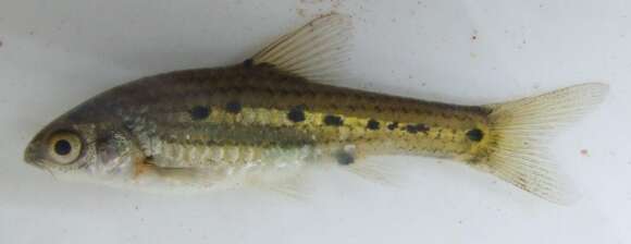 Image of Sidespot barb