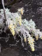 Imagem de Artemisia mauiensis (A. Gray) Skottsberg