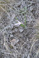 Image of Colchicum bulbocodium subsp. versicolor (Ker Gawl.) K. Perss.