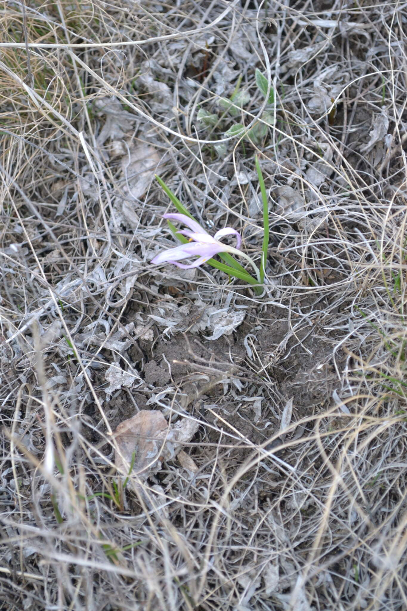 Image of Colchicum bulbocodium subsp. versicolor (Ker Gawl.) K. Perss.