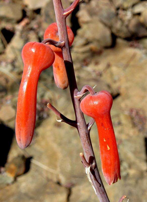 Image of Aloe monteiroi Baker