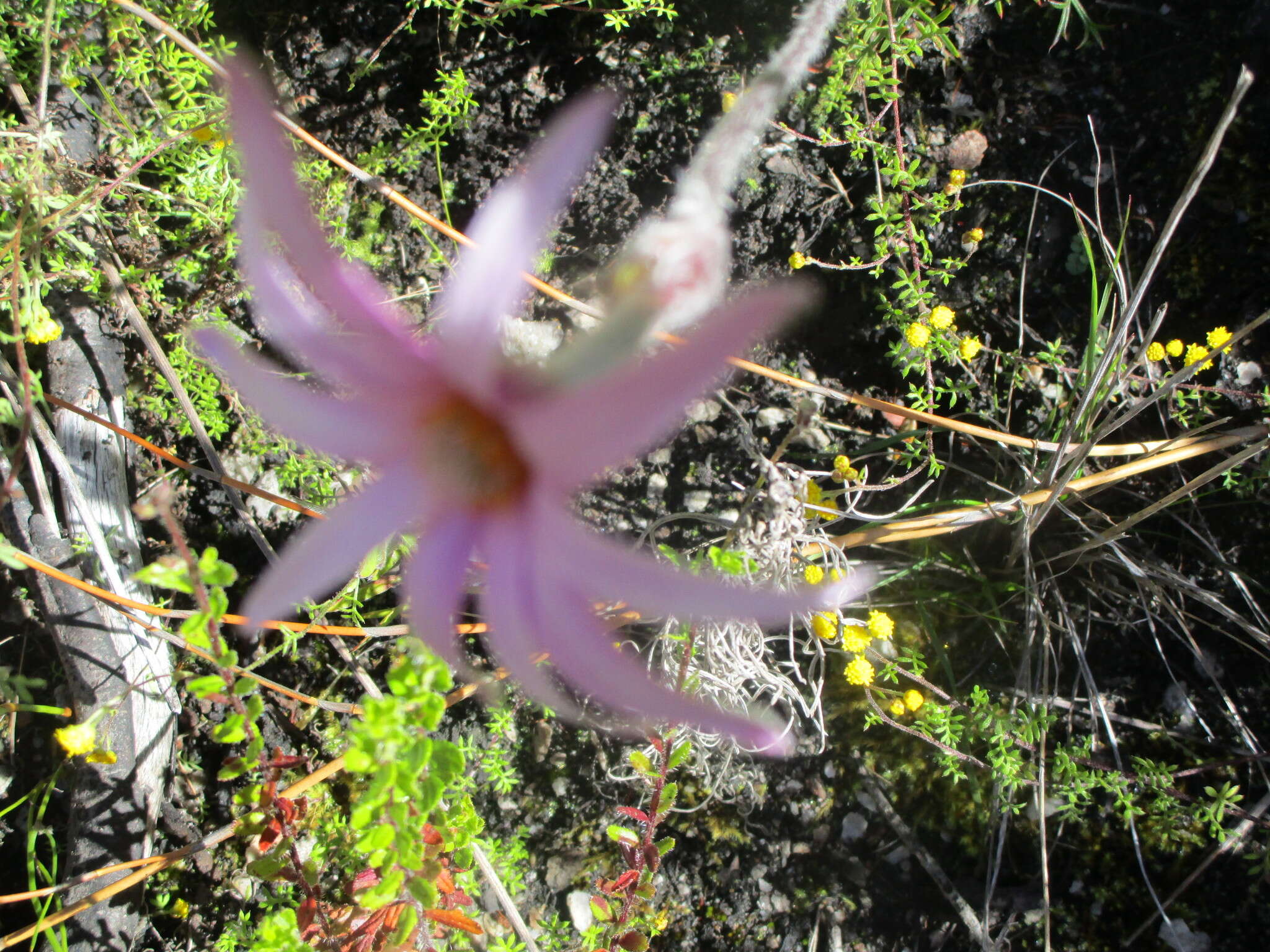 Imagem de Knowltonia tenuifolia (L. fil.) Mosyakin