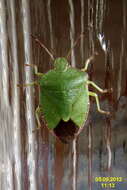 Image of Green shield bug