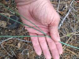 Imagem de Eriogonum nudum var. pauciflorum S. Wats.