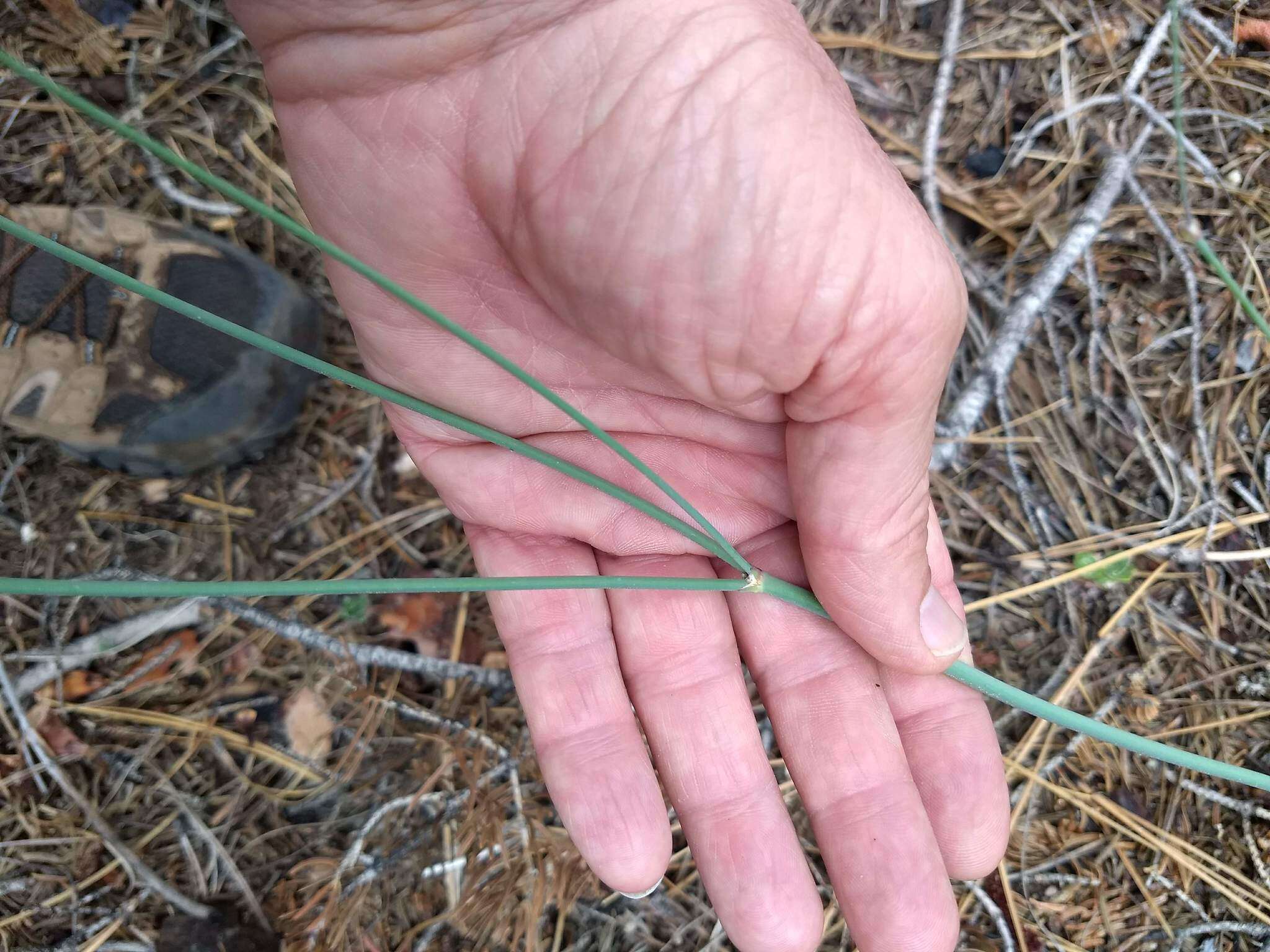 Imagem de Eriogonum nudum var. pauciflorum S. Wats.