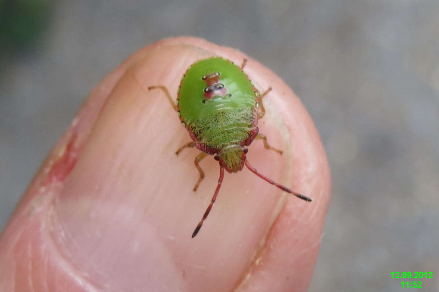 Image of Acanthosoma haemorrhoidale