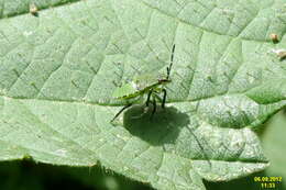 Image of Green shield bug