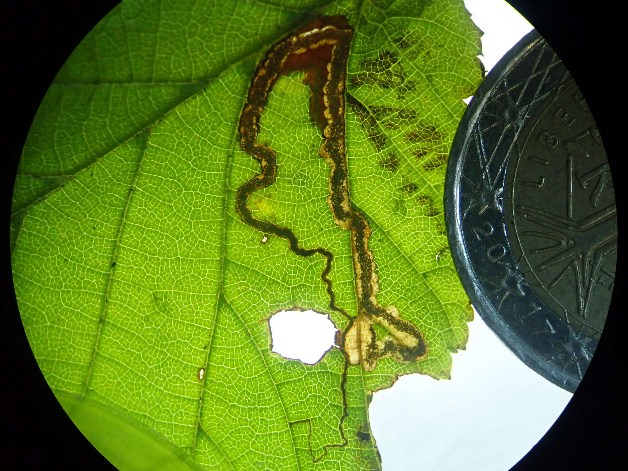 Image of Stigmella floslactella (Haworth 1828) Fletcher et al. 1945