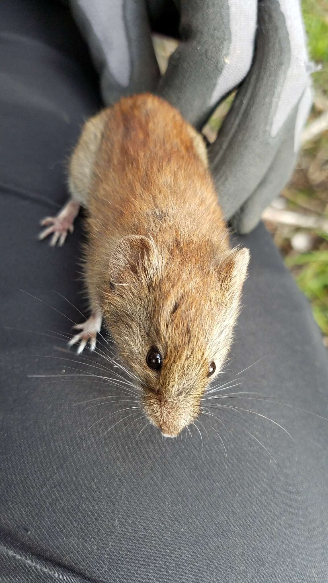 Image of Revillagigedo Island Red-backed Vole