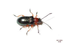 Image of Cereal leaf beetle