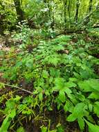 Image of Arizona bugbane