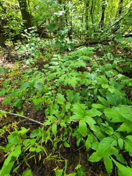 Image de Actaea arizonica (S. Wats.) Compton