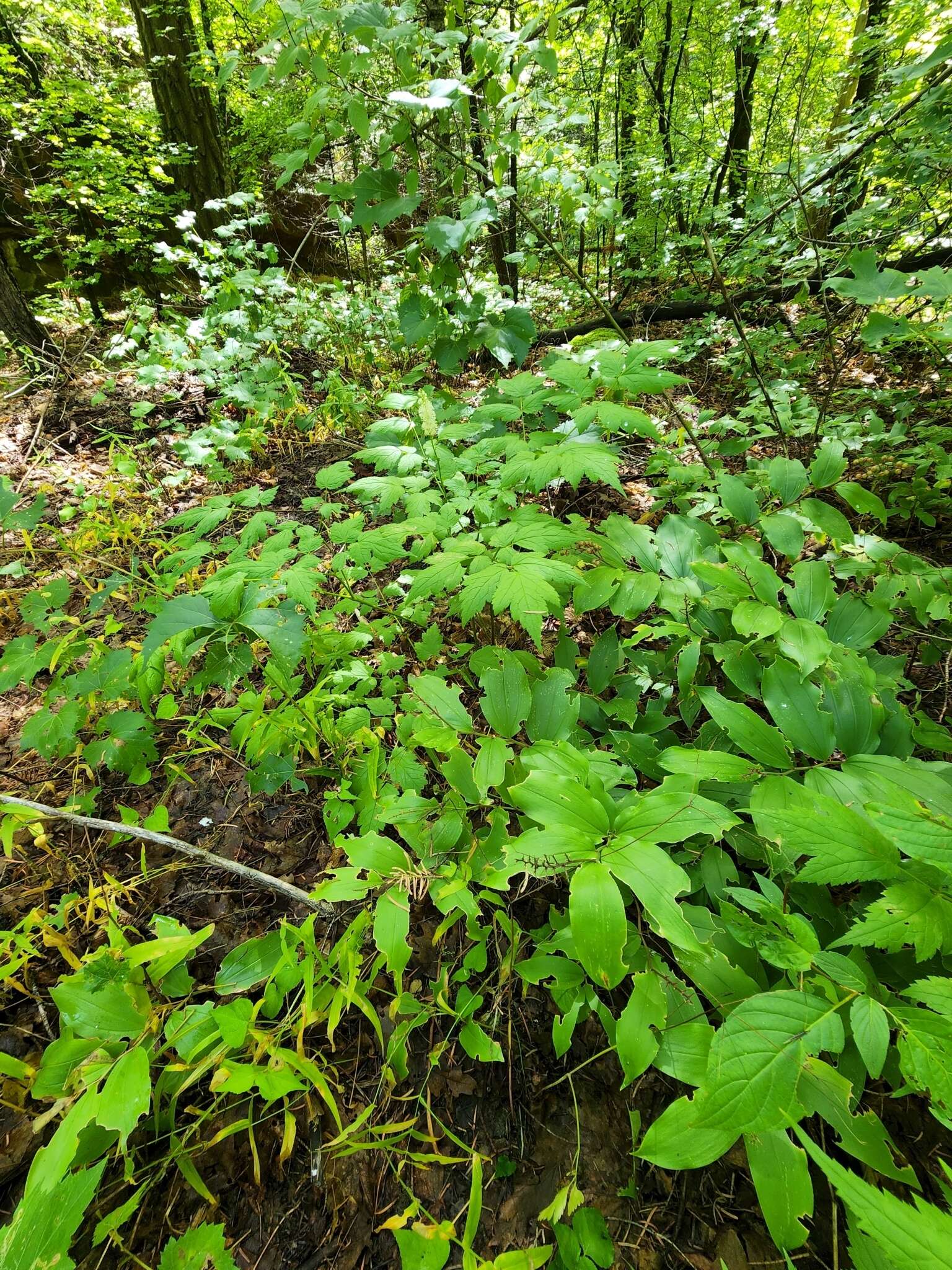 Image of Arizona bugbane