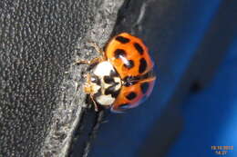 Image of Harmonia axyridis (Pallas 1773)