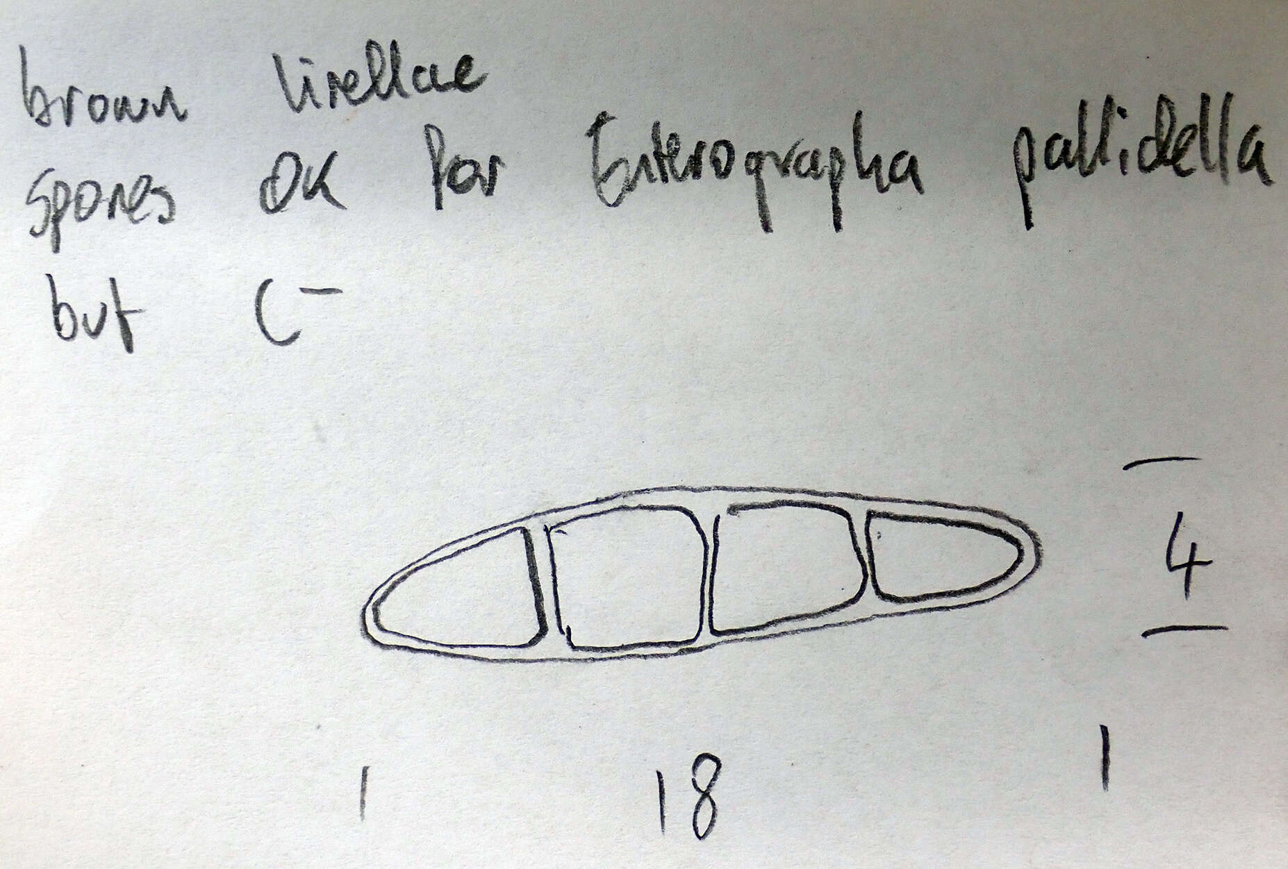 Image of Enterographa pallidella