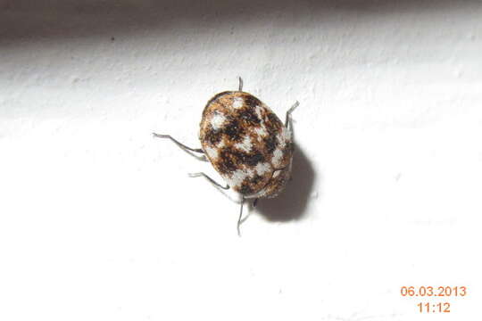 Image of Sacramento Anthicid Beetle