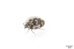 Image of Sacramento Anthicid Beetle