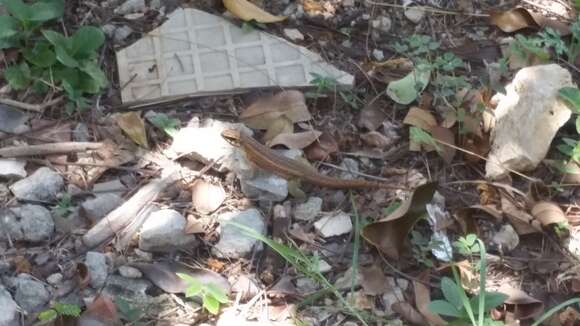 Image of Haitian Curlytail Lizard