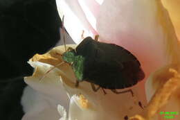 Image of Green shield bug