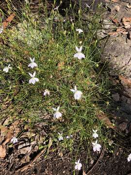 Image of Lithotoma anethifolia (Summerh.) E. B. Knox