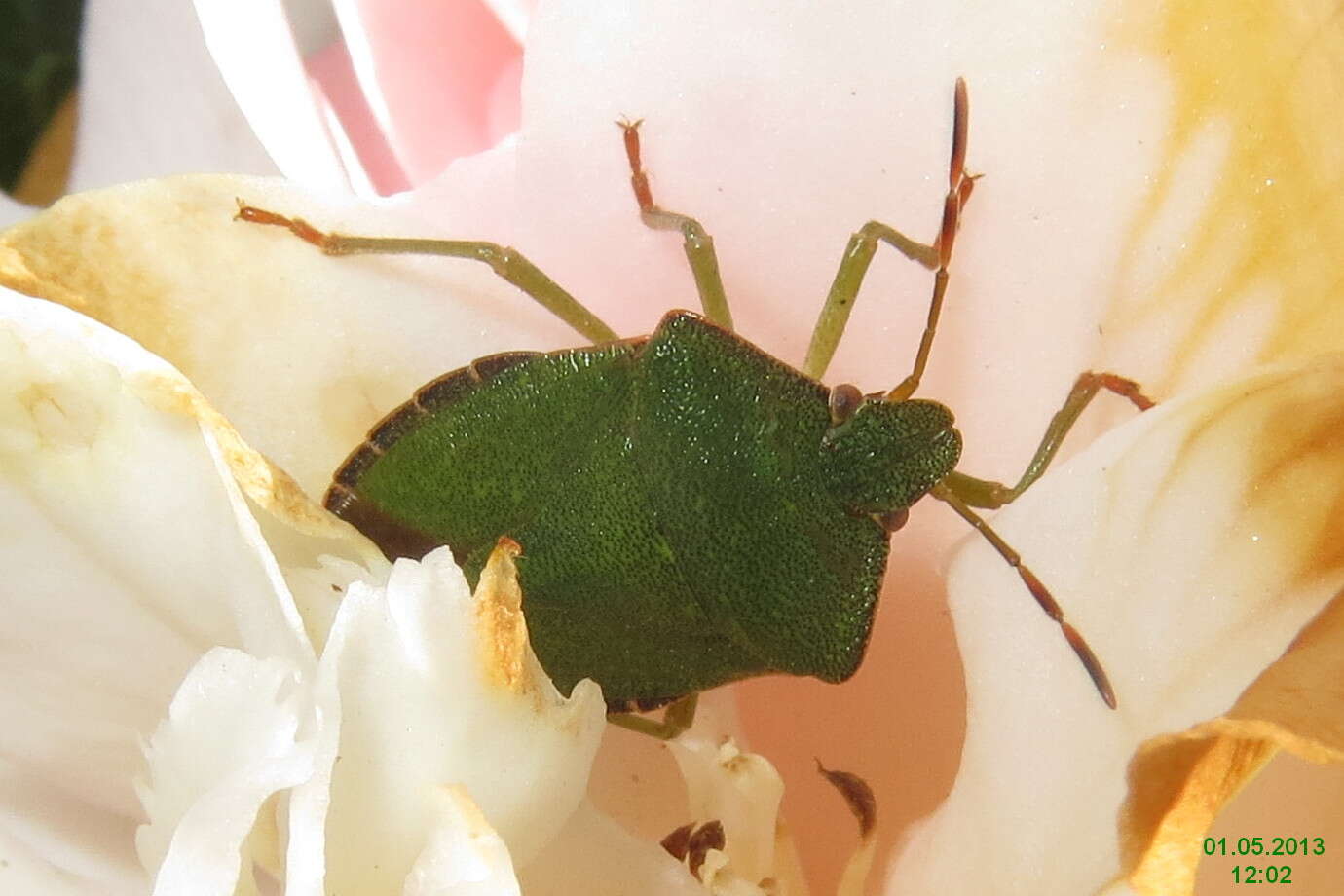 Image of Green shield bug