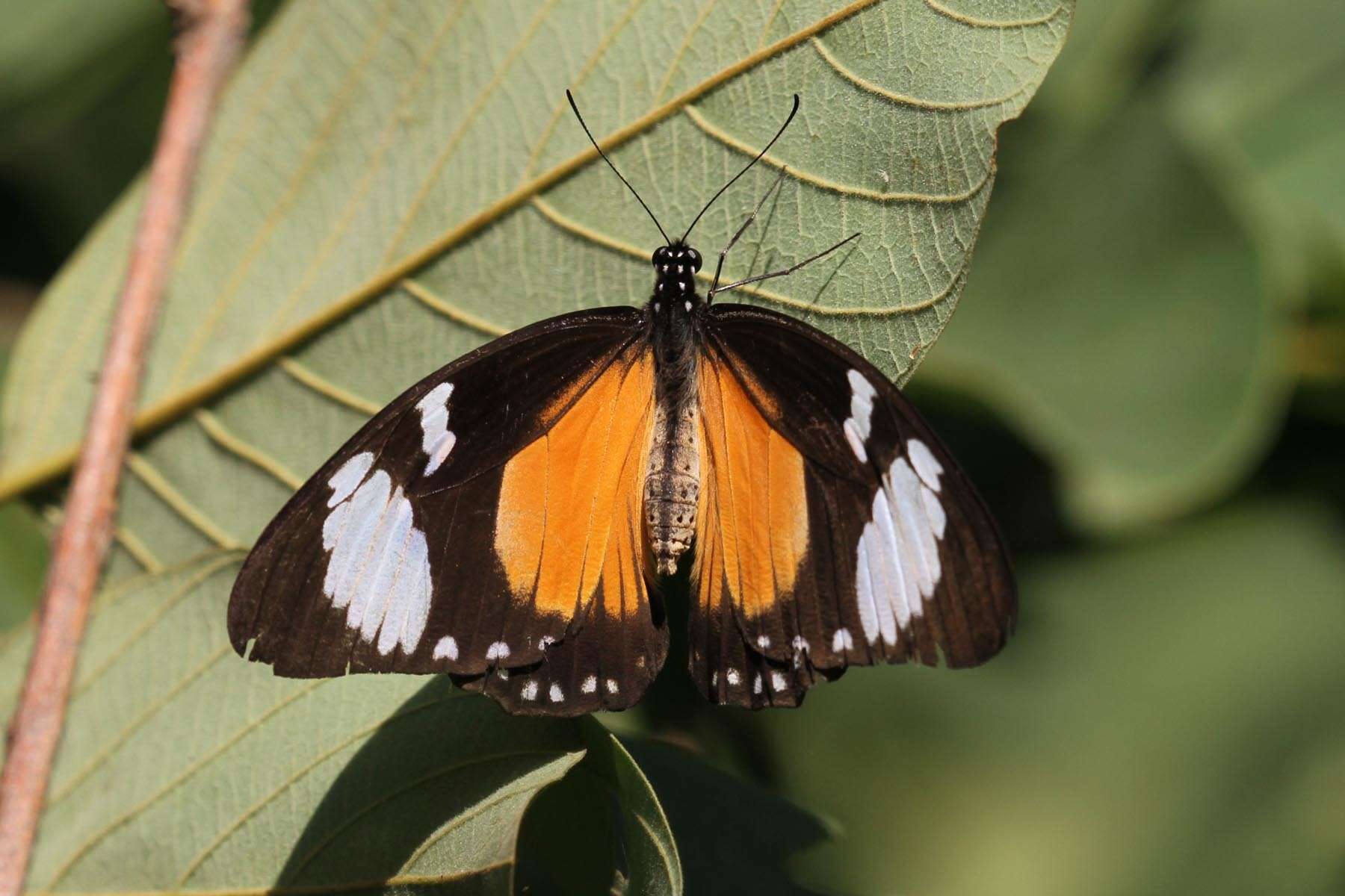 Image of <i>Papilio dardanus tibullus</i>