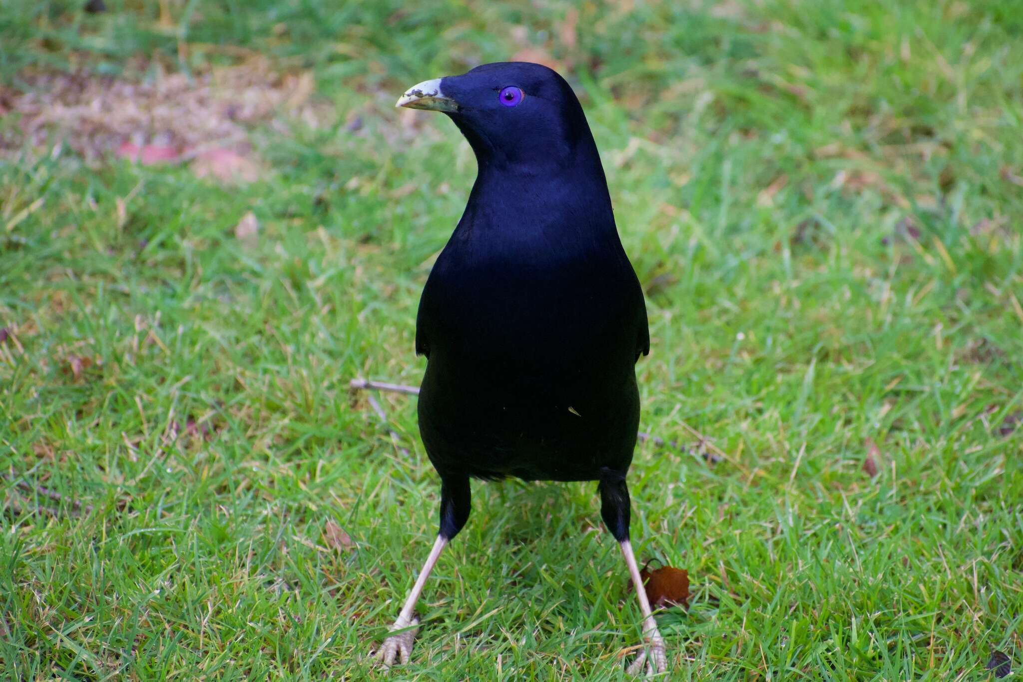 Image of Ptilonorhynchus violaceus violaceus (Vieillot 1816)